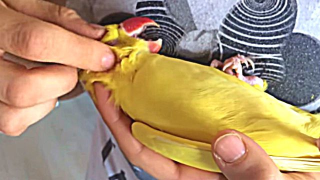 relaxingparrot3