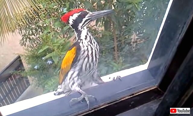 woodpecker2_640