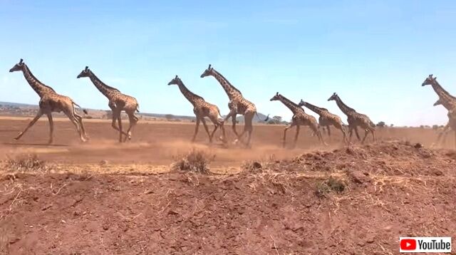 giraffe5_640