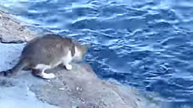 fishingcat3