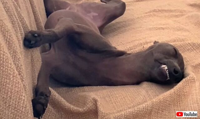 italiangreyound0_640