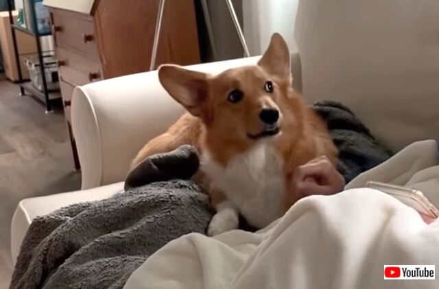 corgidemands3_640