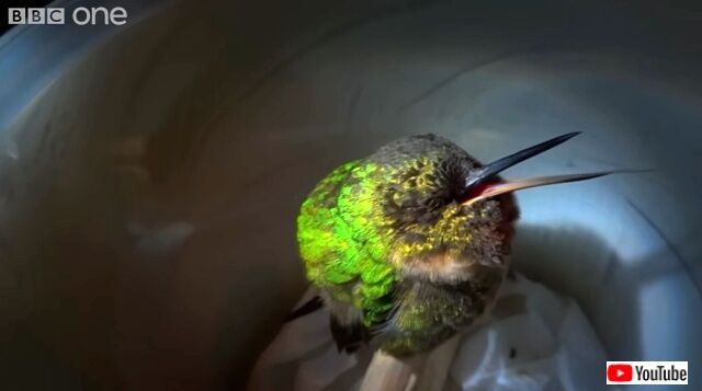 hummingbird3_640
