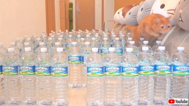 catsnbottles5_640