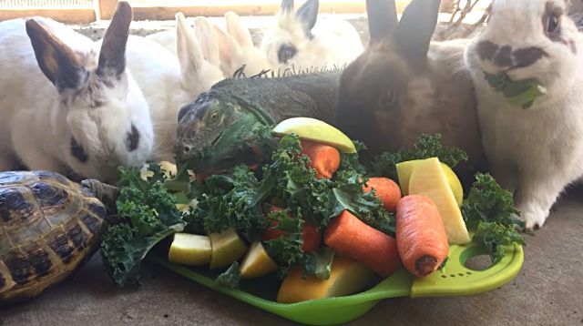 vegetarians2