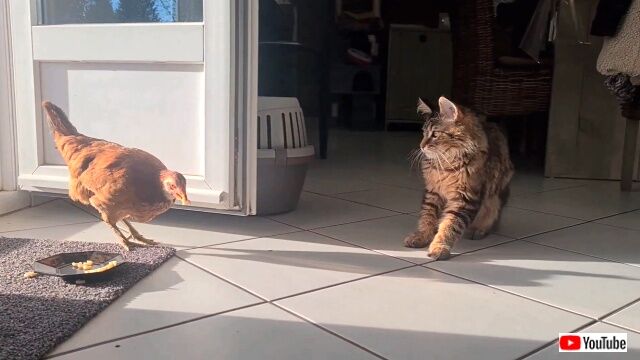kittenbschicken6_640