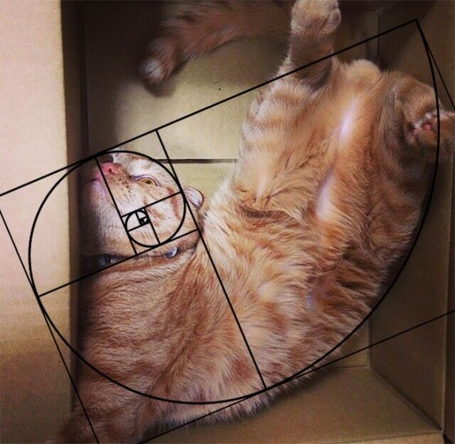 fibonacci-composition-cats-furbonacci-url-4__700_e