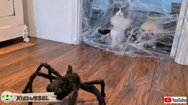 spider1_640