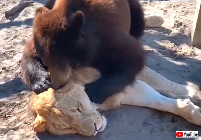 bearntiger6_640