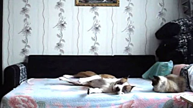 dogonbed4