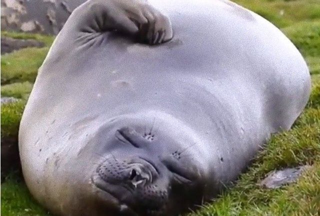 elephantseal0_e