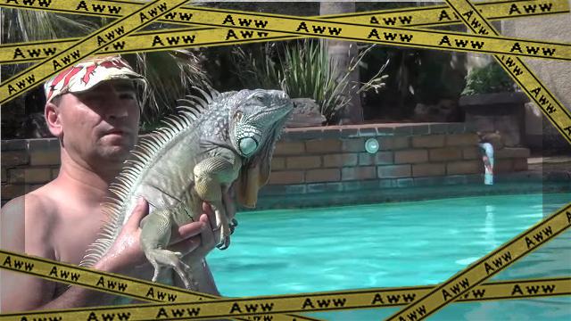 iguana-f [www-frame