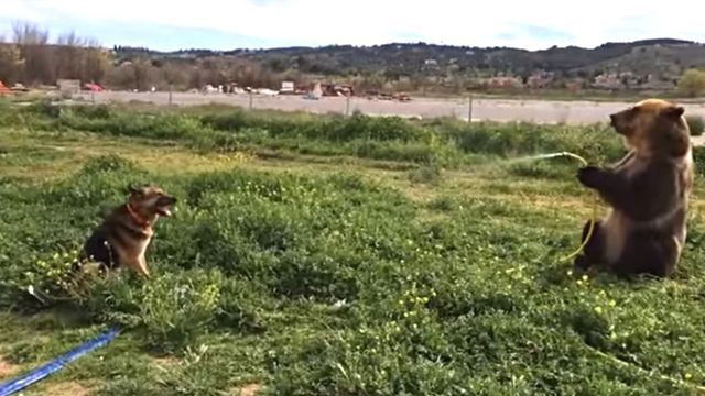 bearspraysdog0