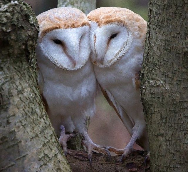 Owls (2)_e