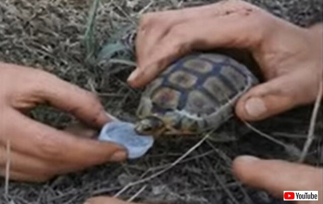 turtledrinkswater1_640” hspace=”5” class=”pict” /><br /><br>
ふう、生き返ったよ、ありがとう!<br>
<img src=