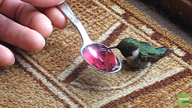 hummingbird4