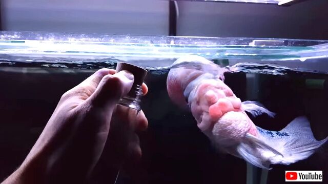 flowerhorn9_640