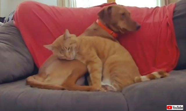 catcomfortsdog3_640