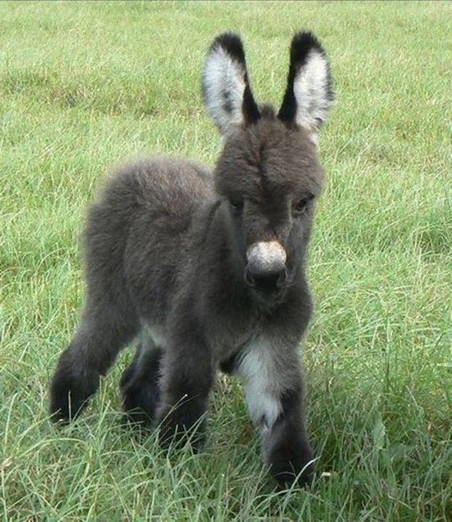 donkey14_e