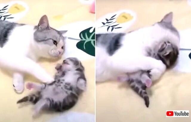 toocute3_640