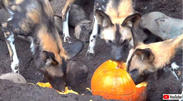 dovourpumpkins3_640