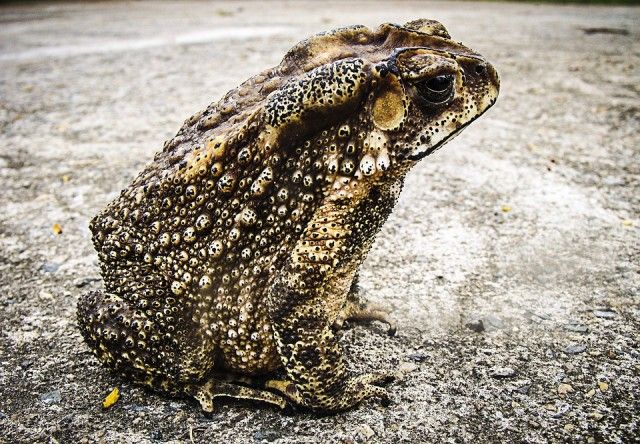 toad-185994_960_720_e