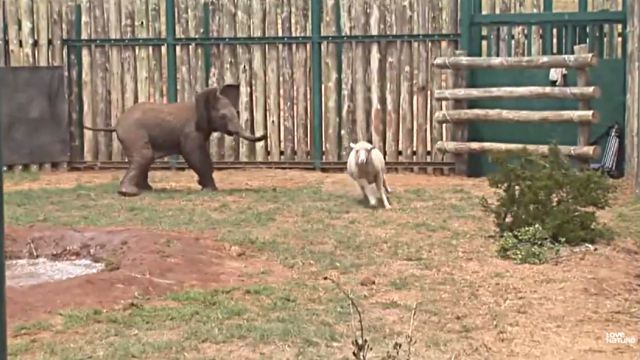 sheepnelephant3