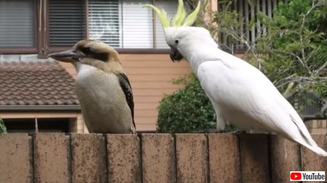 気になる と思ったらもう止まらない カワセミのしっぽにちょっかいを出しまくるオウム カラパイア