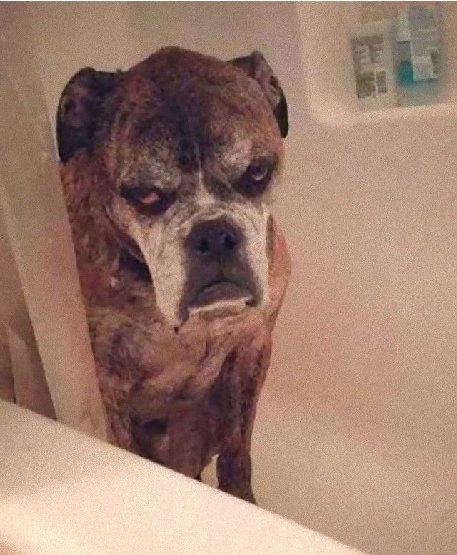grumpy_animals_13_e