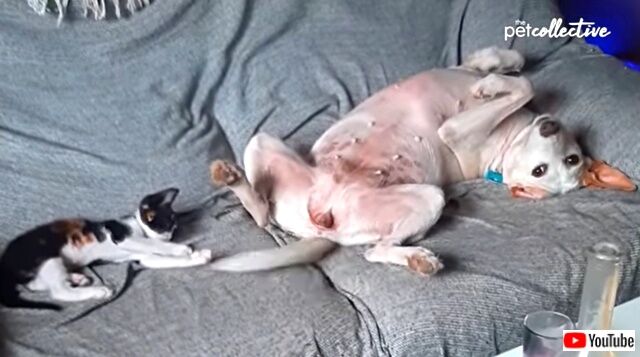 bestpets20211205_4_640