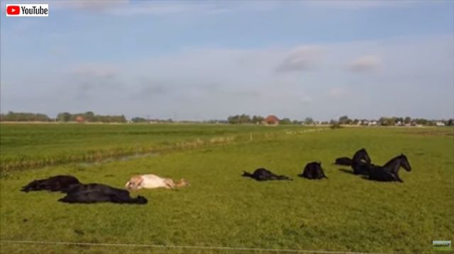 sleepinghorses1_batch