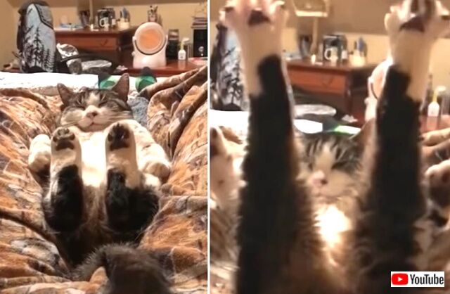 funnycats8_640