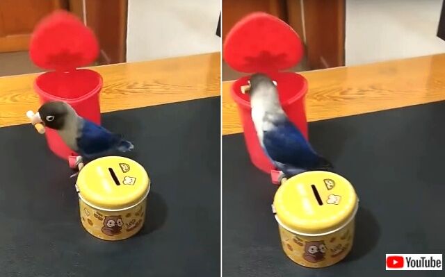 lovebird2_640