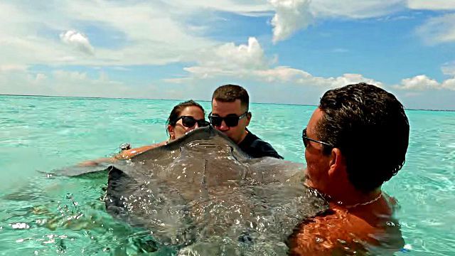 stingray5