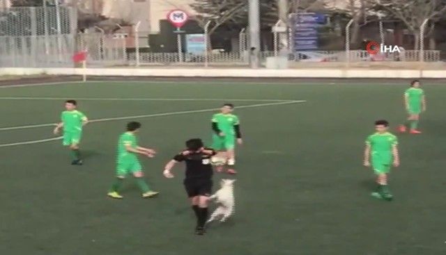 footballdog14_e