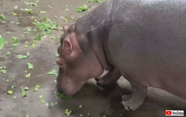 寒すぎるからお外はお預け！シンシナティ動物園のカバファミリー、屋内でもハッピーに過ごす工夫がいっぱい