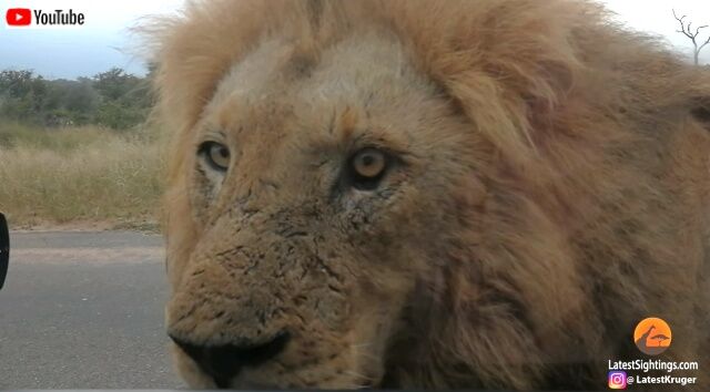 lions3_640