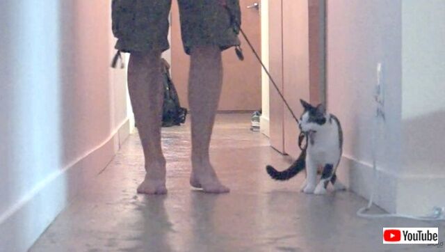 howtowalkurhuman7_640