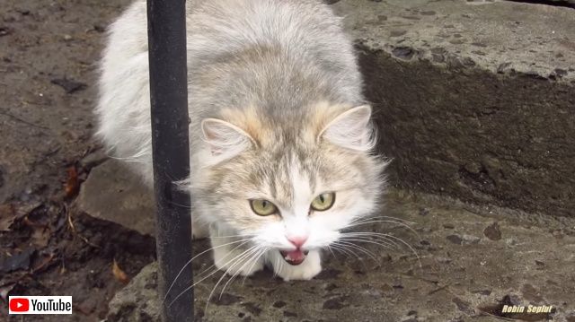 pregnantcat1_batch