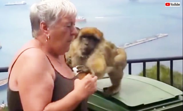 monkeythief2_640