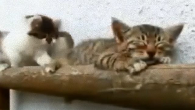 kitten-3_e