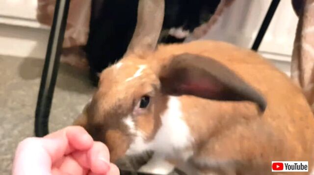 catnbunny6_640