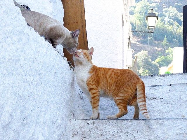 kissing_cats_e