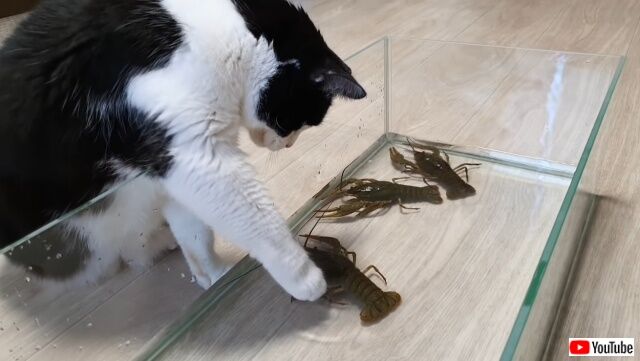 crayfish_640