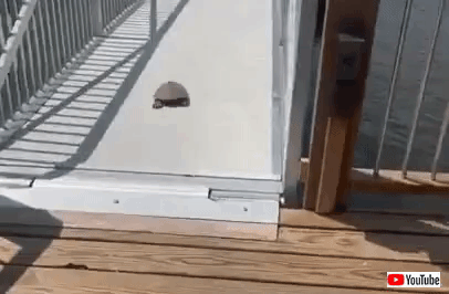 gif (1)