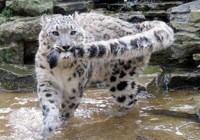 snowleopards10_e