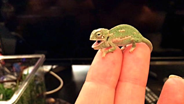 chameleonbaby3