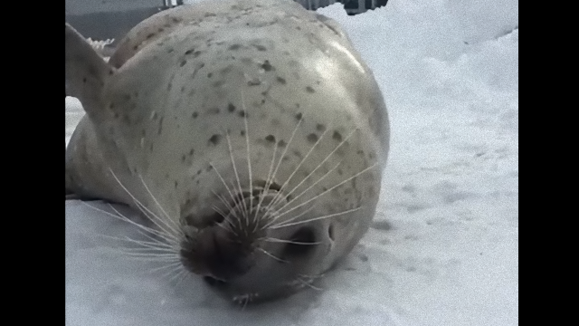 seal-2_e