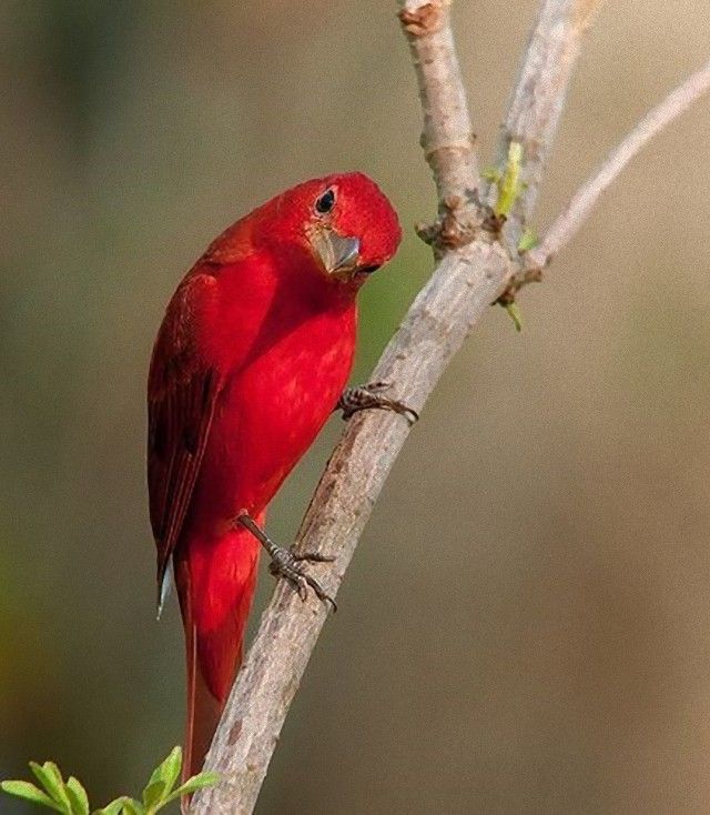 animalfacts1_e