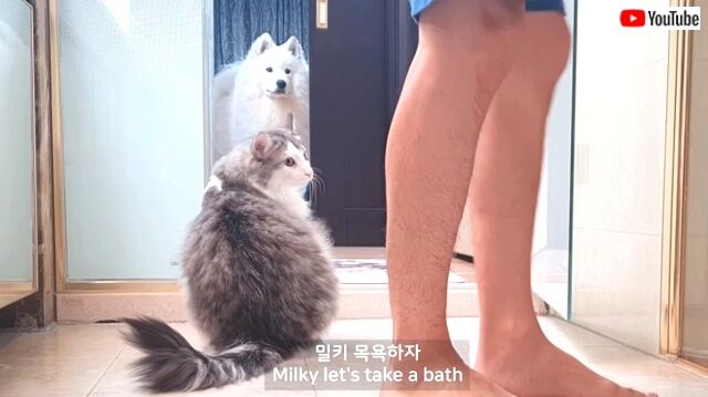 milky1_640